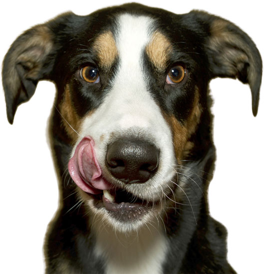 Petstablished Manage Your Animal Welfare Organization AWO With Our petstablished-manage-your-animal-welfare-organization-awo-with-our